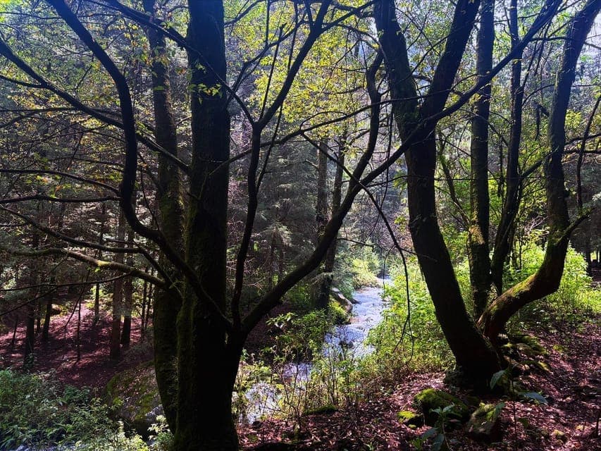Guided Hike in the Dinamos Forest Gallery Image 4