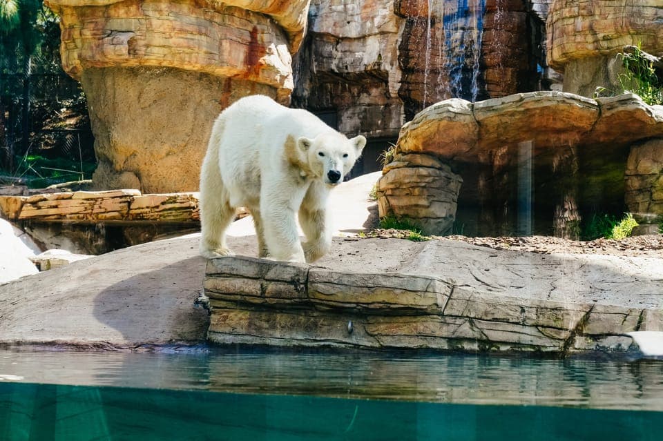 San Diego Zoo Admission Ticket Gallery Image 3