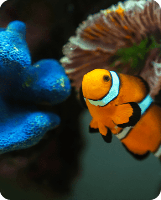 Fast Pass Ticket to Acuarium Inbursa Gallery Image 2