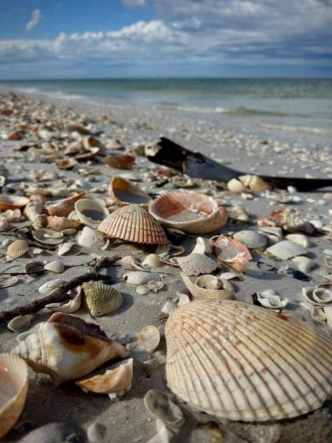 From Treasure Island: Dolphin Watching and Shelling Cruise Gallery Image 3