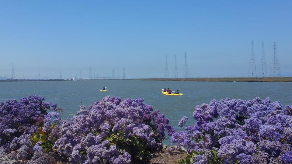 Redwood City: Kayak Rental Gallery Image 3