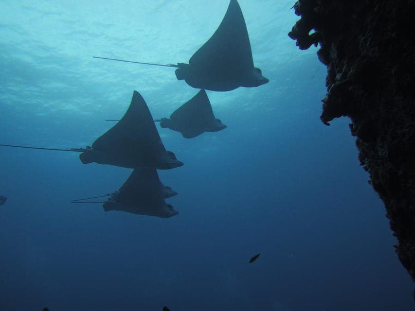 10. Cancun: Shipwreck & Reef for Certified Divers - Image 10