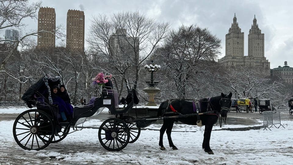 Empire State Horses Carriage Ride in Central Park Gallery Image 2