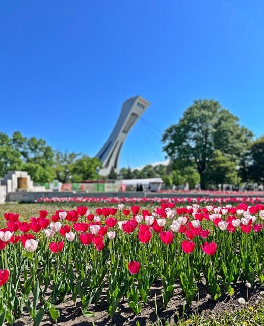 Montreal 3-Hour Private Car Tour with Expert Local Guide Gallery Image 2