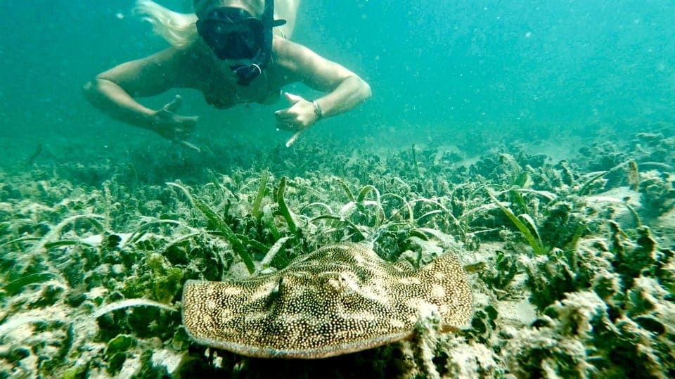 West Palm Beach: Beginner Snorkel Tour with Turtles & Videos Gallery Image 2