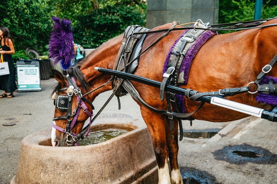 19. Guided Central Park Horse Carriage Ride - Image 19