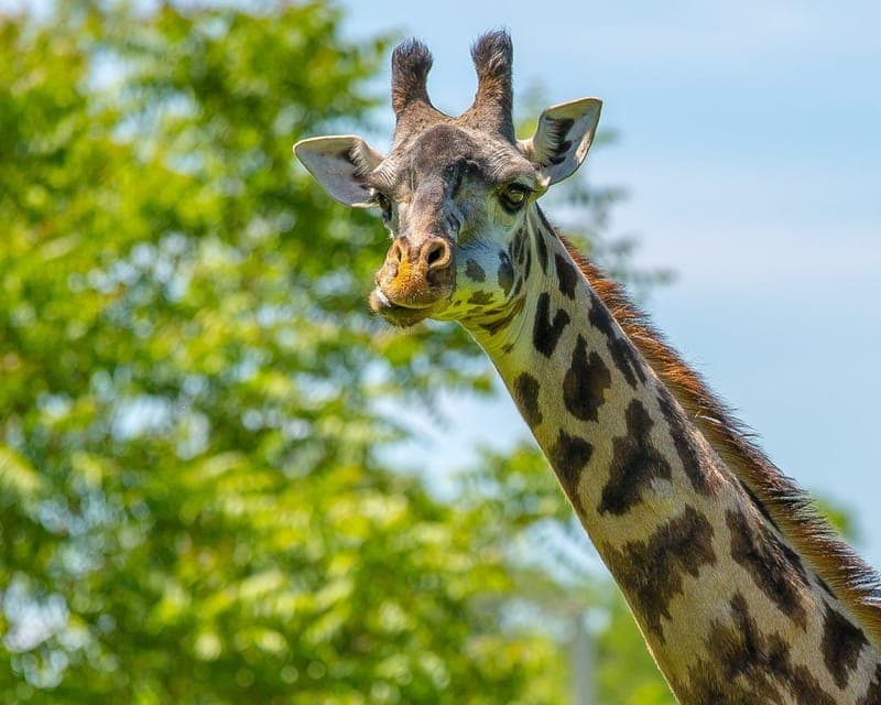 Franklin Park Zoo Entry Ticket Gallery Image 2