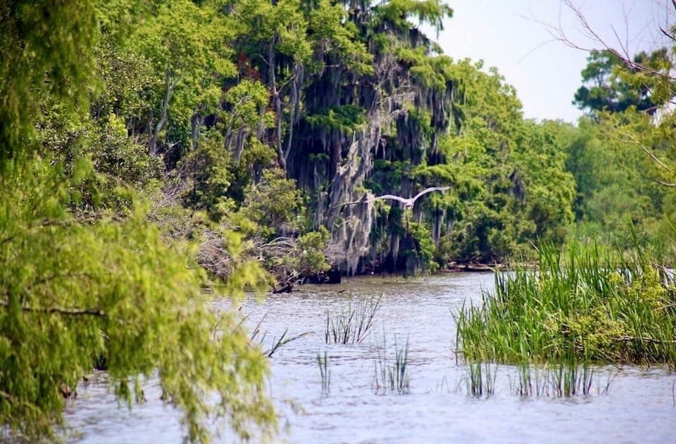 Swamp Tour on Covered Pontoon Boat Gallery Image 3