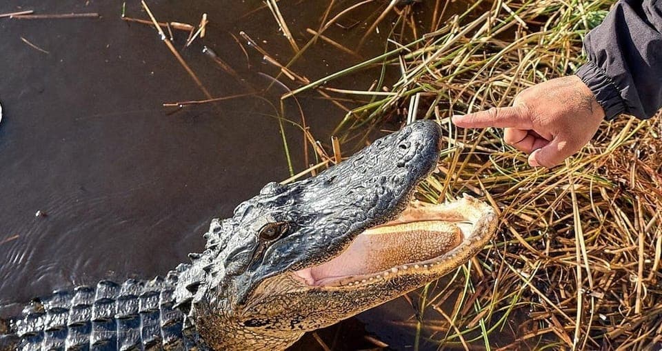13. Everglades Full-Day Tour with 2 Boat Trips and Lunch - Image 13