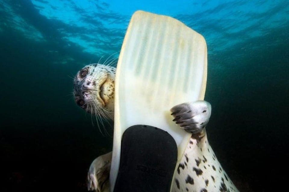 Snorkel, Kayak, and Seal Adventure Boat Tour Gallery Image 3