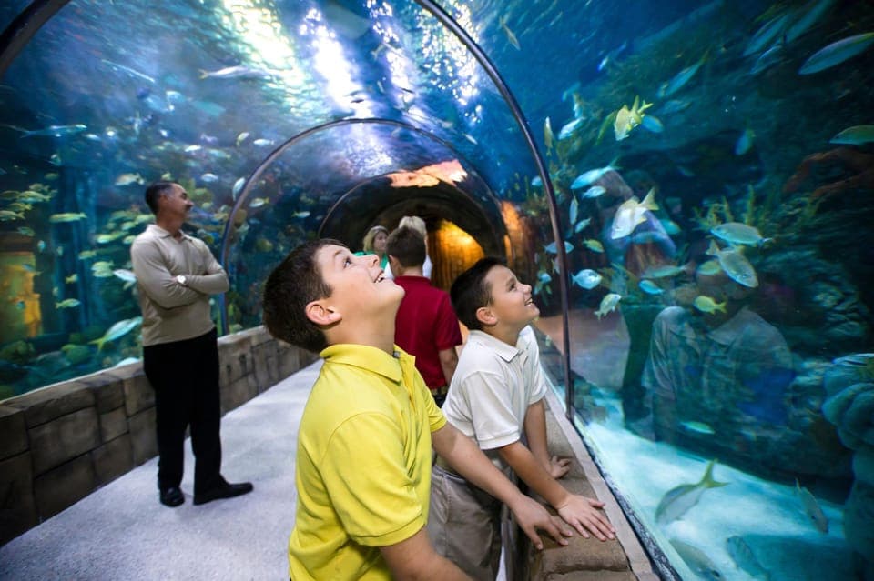 Audubon Aquarium & Insectarium Ticket - Image 6