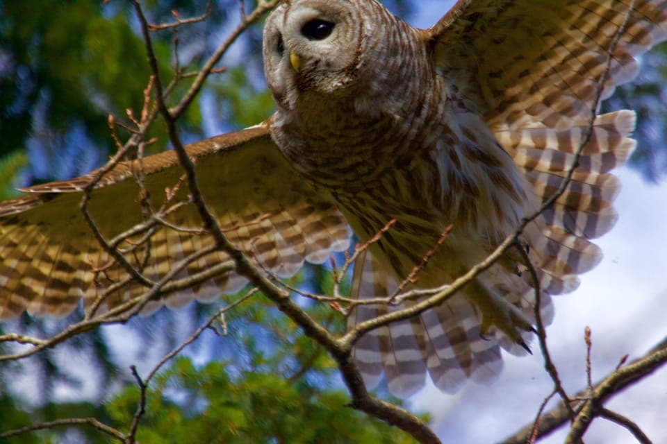 Calgary Alberta: Indigenous Culture and Medicine Wheel Tour Gallery Image 4