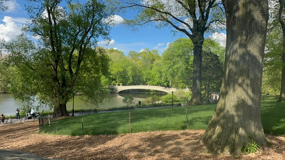 Official Exclusive VIP Horse Carriage Ride in Central Park Gallery Image 4