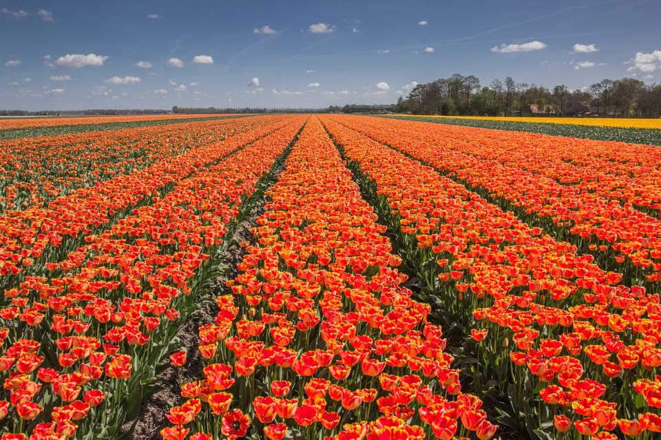 take the famous Tulip route tour Gallery Image 3