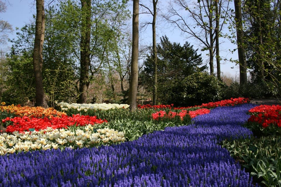 Private Day Trip to Keukenhof & De Tulperij Gallery Image 3