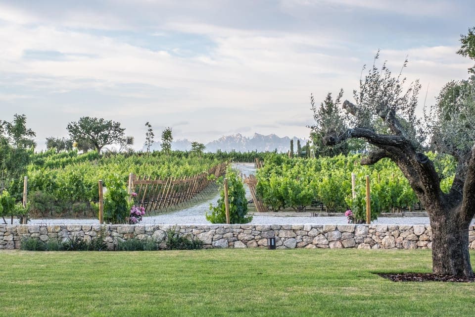 Familia Torres Winery: Gastronomic Tapas & Wine Experience Gallery Image 4