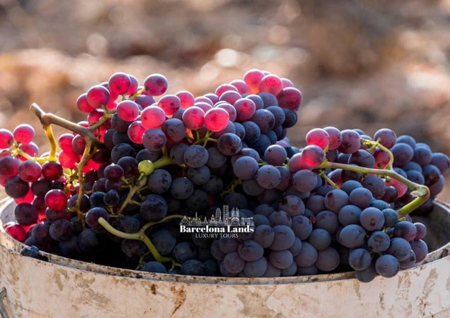 Tour Luxury for Priorat, Wine tasting & Lunch Gallery Image 2