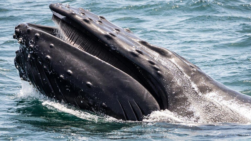 San Pedro: West Harbor LA Dolphin & Whale Watching Cruise Gallery Image 3