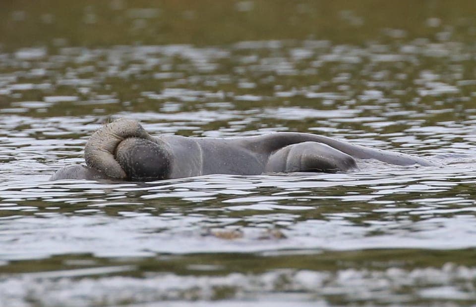 Blue Springs Manatee Kayak Tour Gallery Image 2