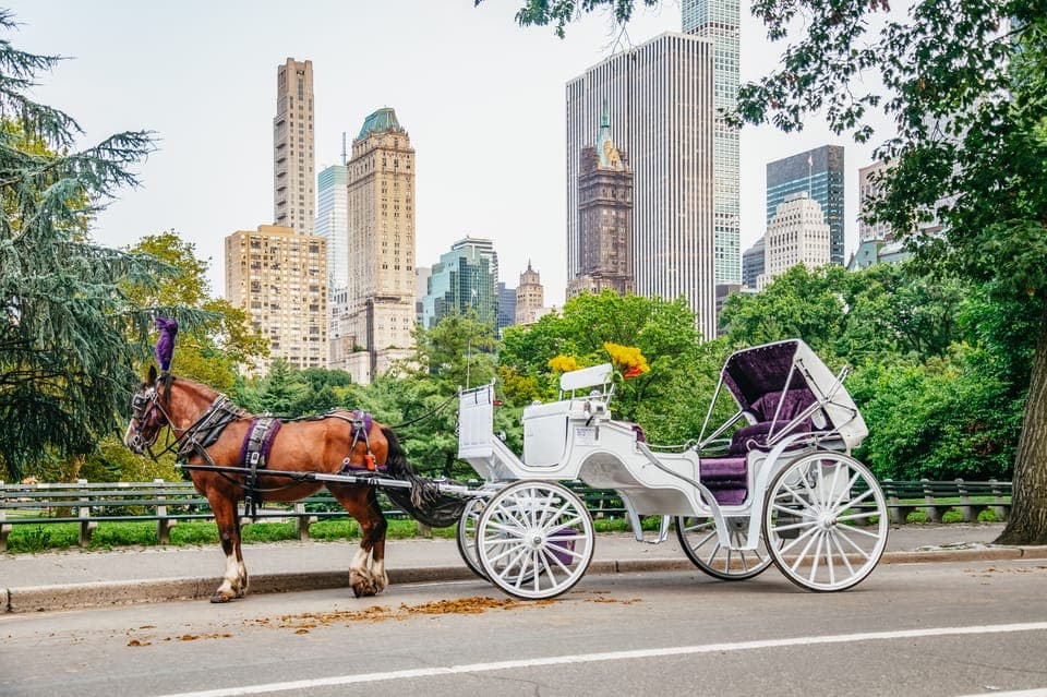 Guided Central Park Horse Carriage Ride Gallery Image 2