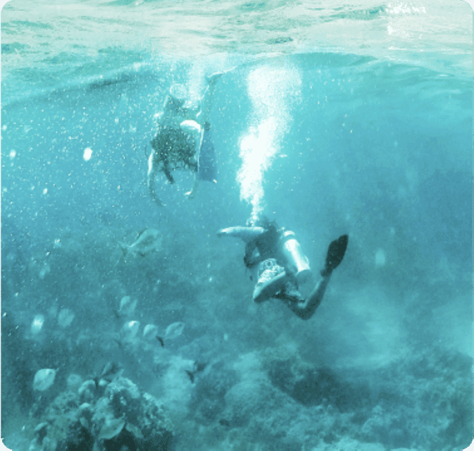 Cancun: Barracuda Dive Expedition Gallery Image 4