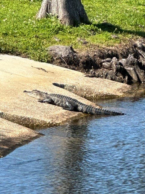 Kissimmee: Self-Guided Lakefront Tour on All Electric Bike Gallery Image 3