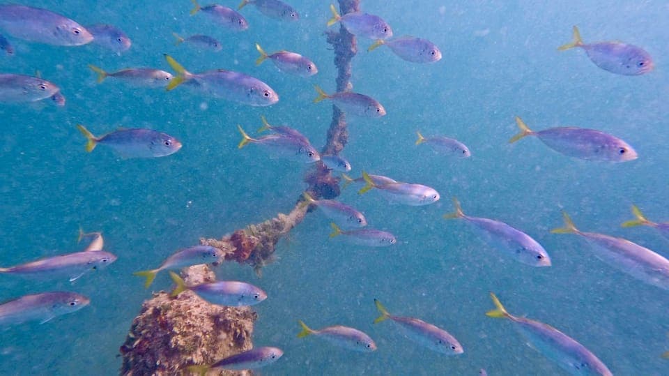West Palm Beach: Beginner Jet Snorkel Tour with Videos Gallery Image 4