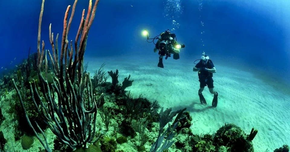 25. From Cancun: Fast Boat Cozumel Diving Experience - Image 25