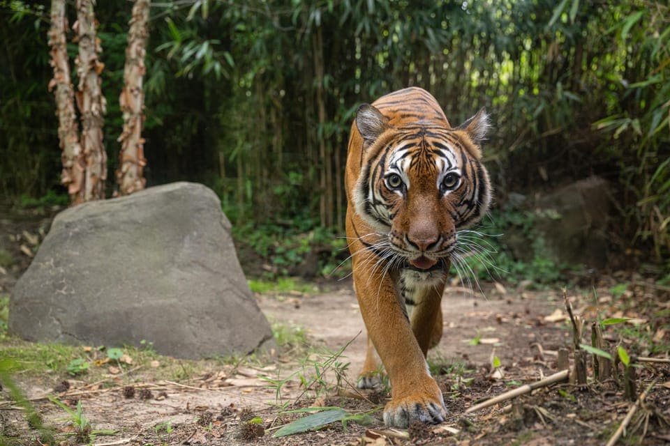 Bronx Zoo Entry Ticket Gallery Image 2