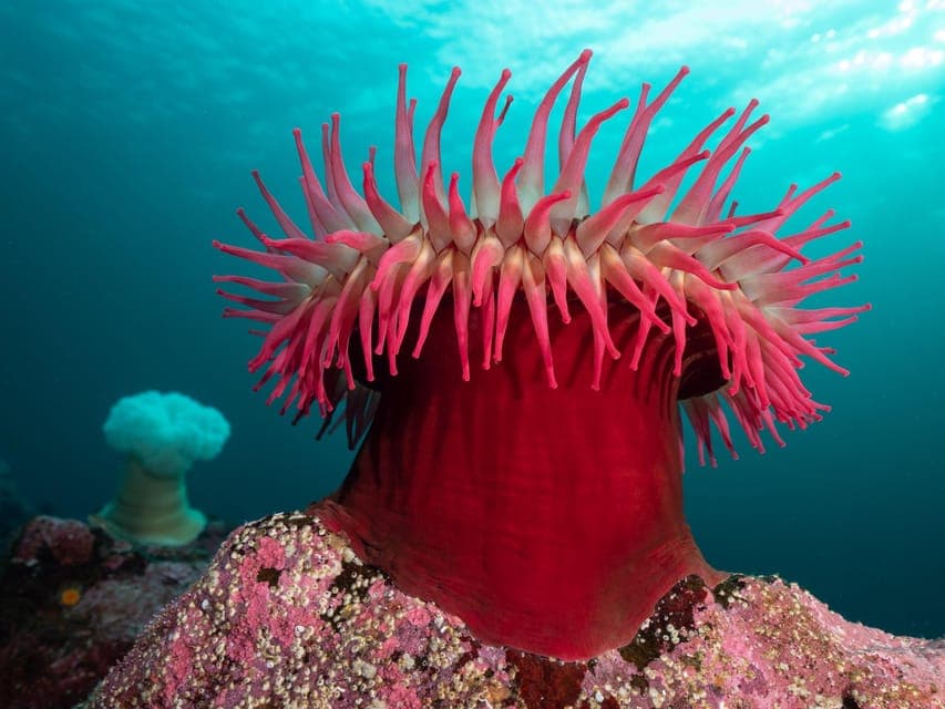 Discover the Best SCUBAdiving Sites by Boat Gallery Image 3