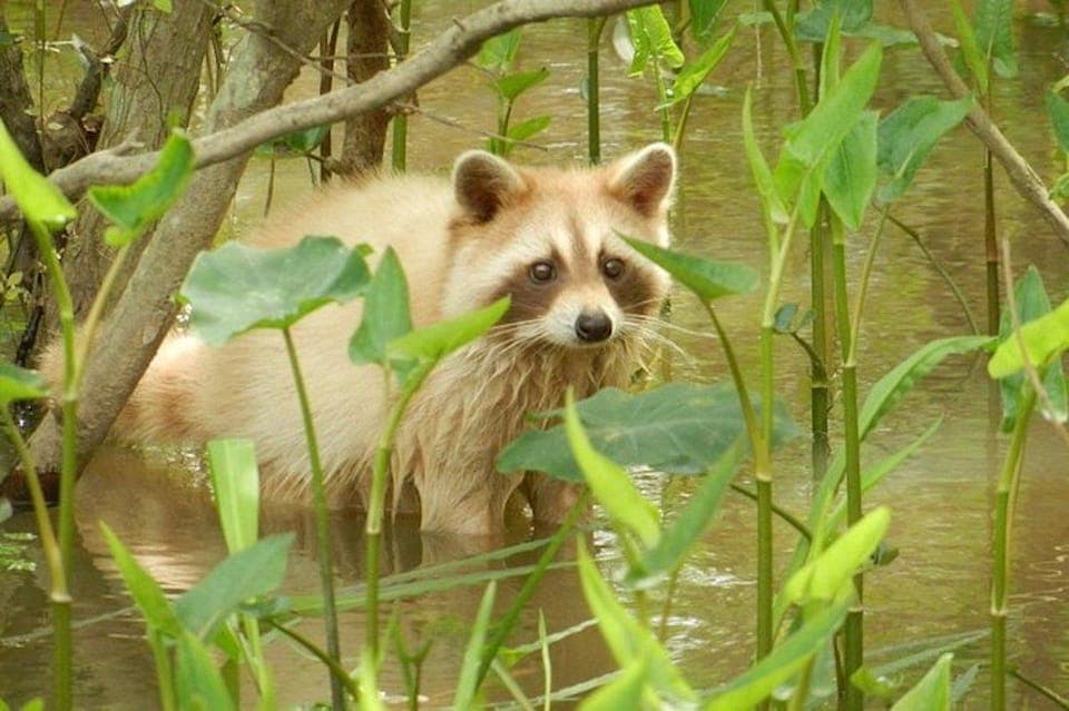 Honey Island Swamp and Bayou Boat Tour Gallery Image 2