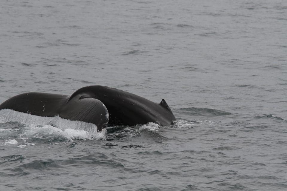 Luxury Year-round Whale Watching & Dolphin Tour Gallery Image 3