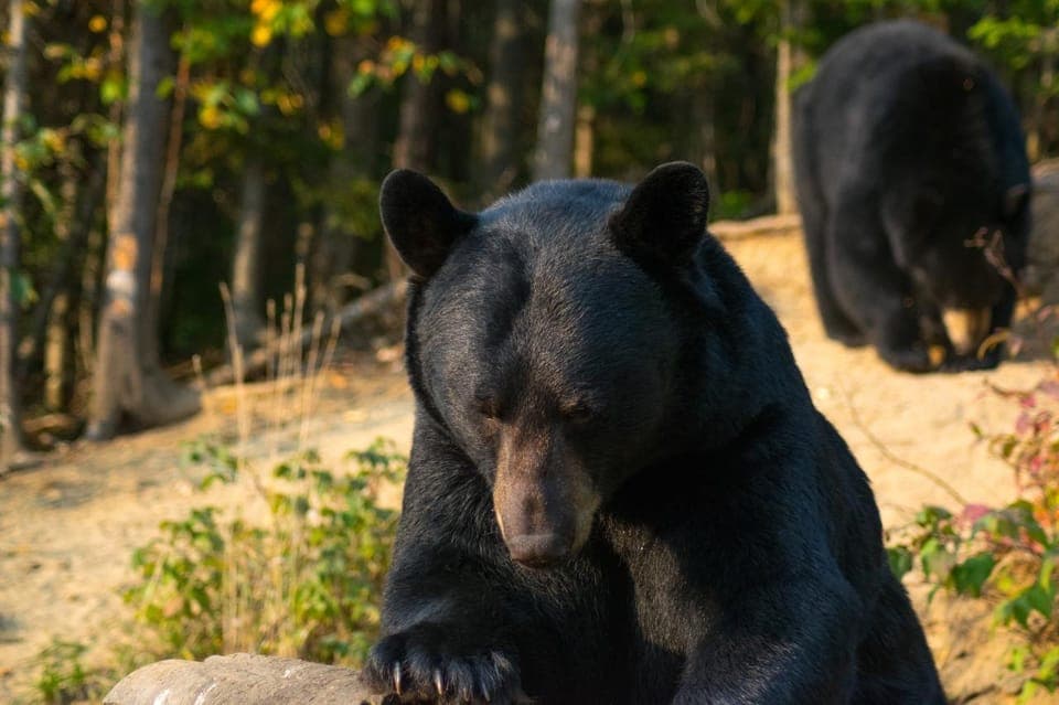 15 min. Tadoussac : Black Bear Observation with Expert Guide Gallery Image 4