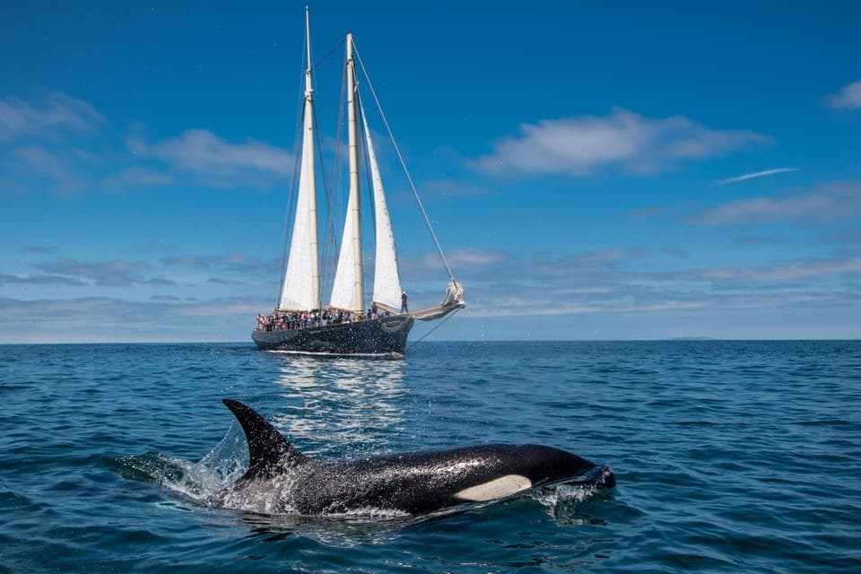 Whale Watching Cruise on the Yacht America Gallery Image 2