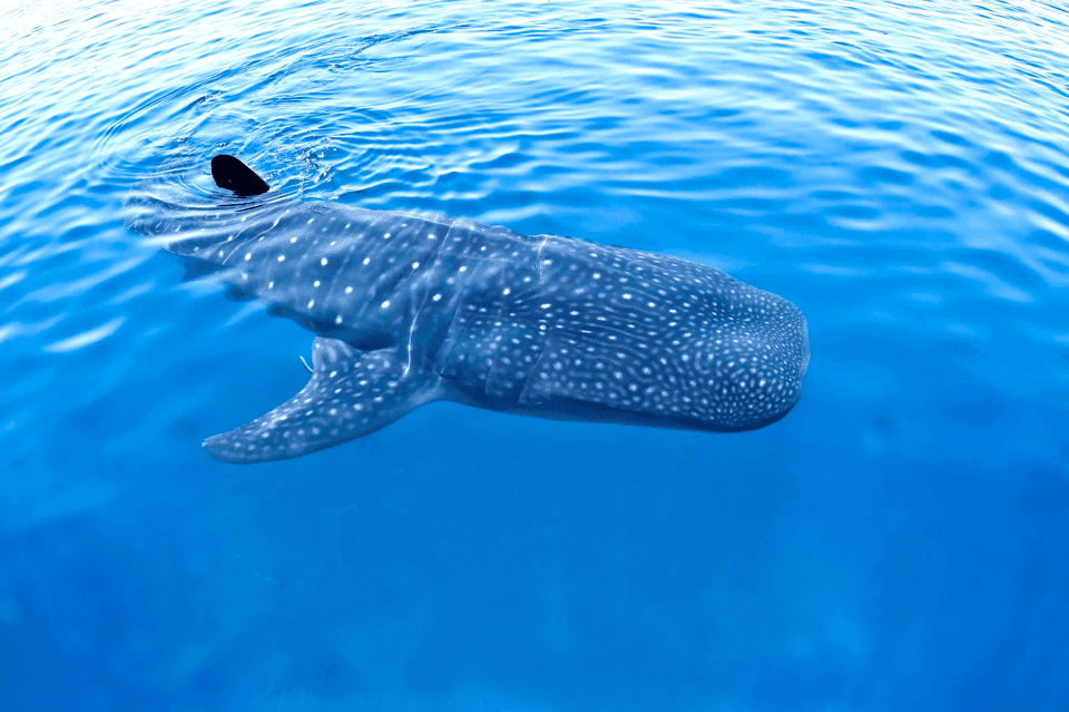 New Whale Shark Encounter Experience in Cancun !! Gallery Image 1