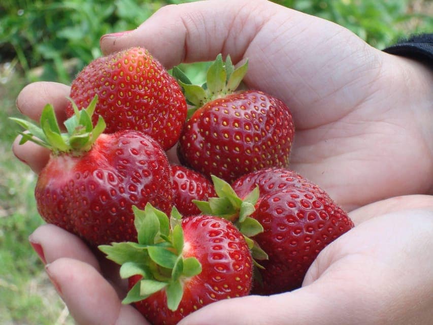 Quebec City - E-Tandem Rental on Ile d'Orléans Gallery Image 3