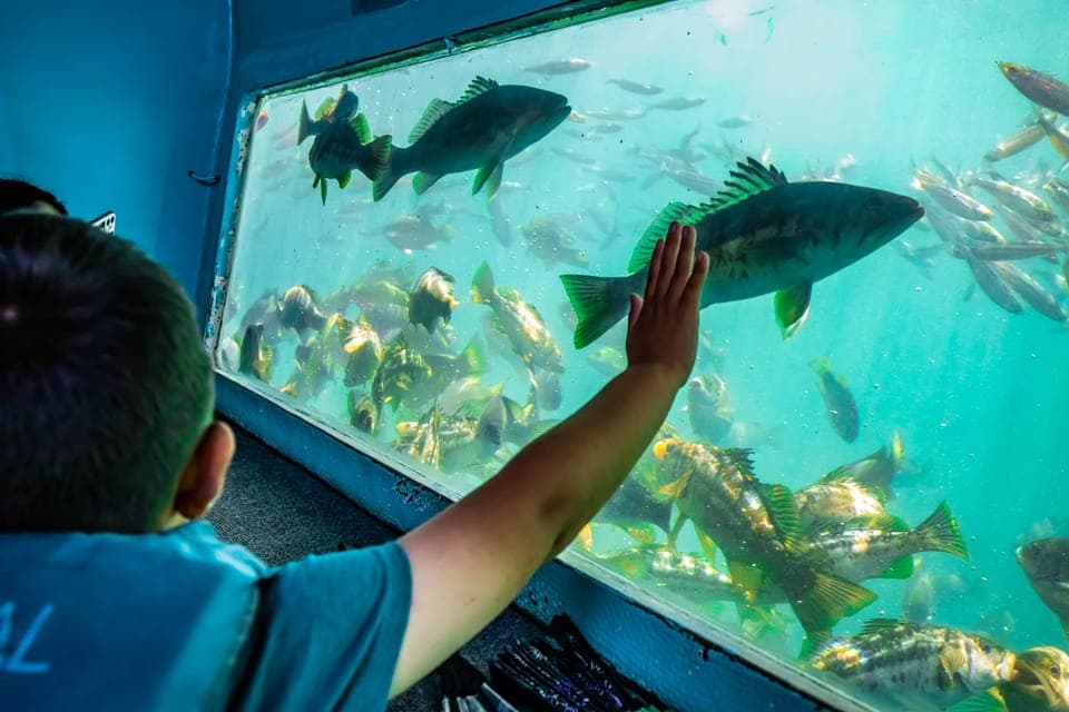 Redondo Beach Glass Bottom Boat Cruise Gallery Image 4