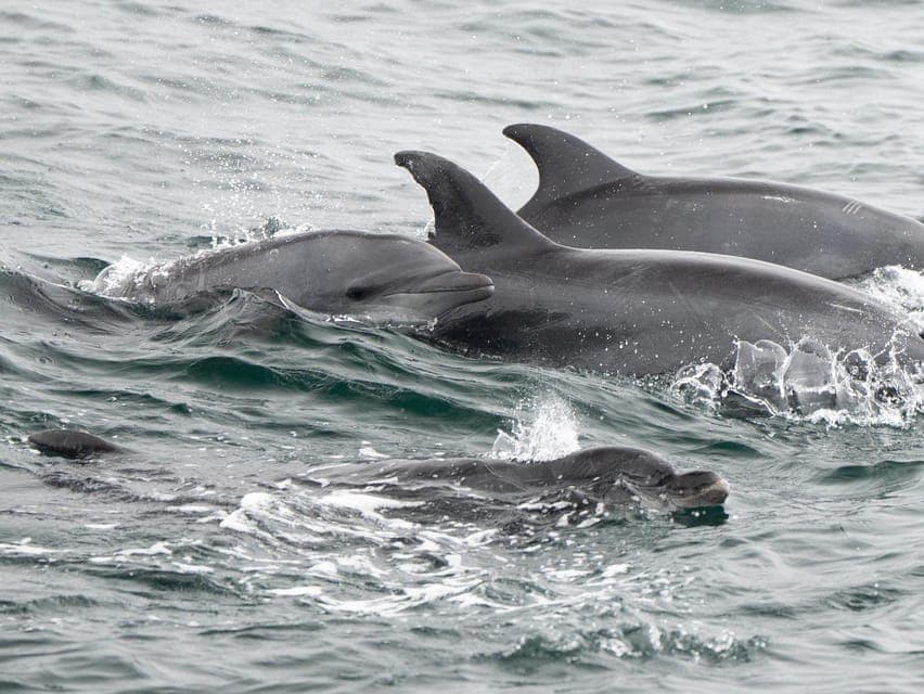 Whale Watching Cruise Gallery Image 3