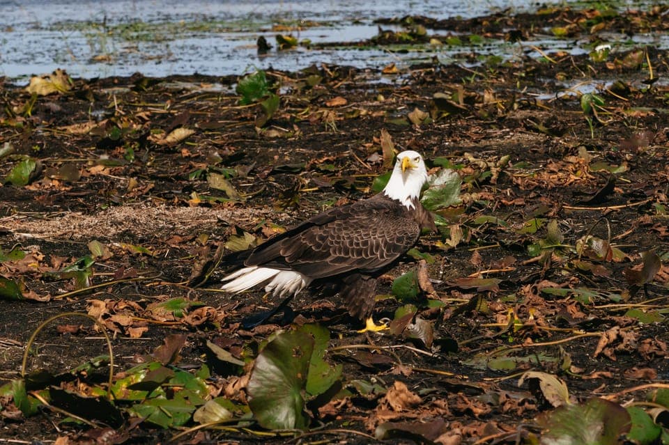 Florida Everglades Wildlife Airboat Tour Gallery Image 4