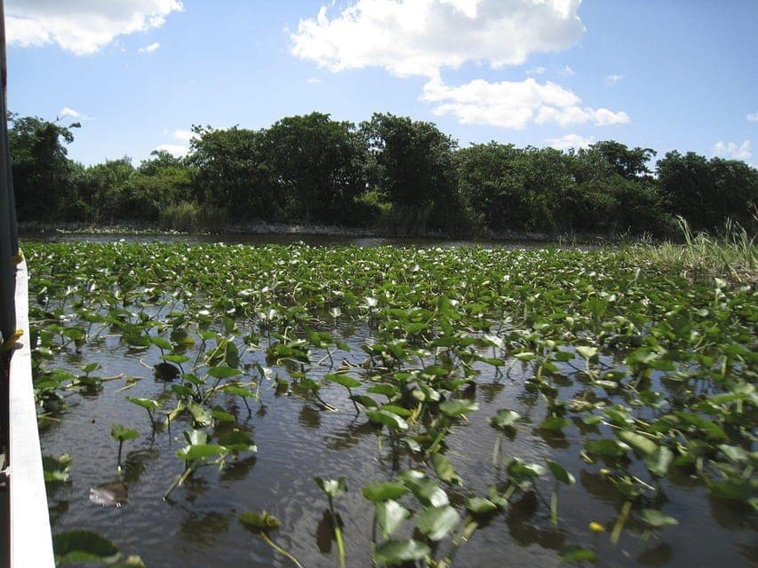 Miami Beach: Everglades Airboat Tours and Rides Gallery Image 3