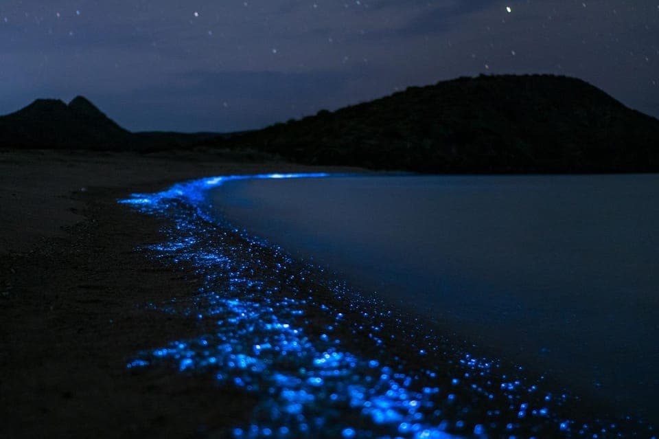 Eastsound: Orcas Island Bioluminescent Kayak Tour Gallery Image 3