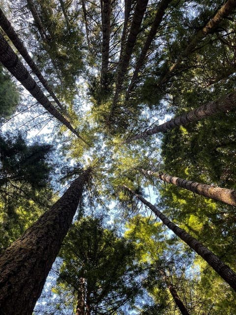 48. Muir Woods Private Trip - Image 48