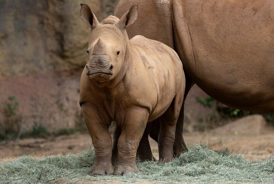 Zoo Atlanta General Admission Ticket Gallery Image 2