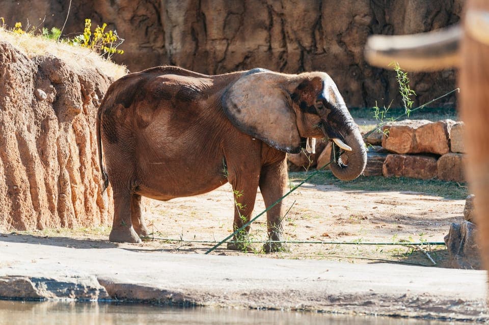 Zoo Atlanta General Admission Ticket Gallery Image 4