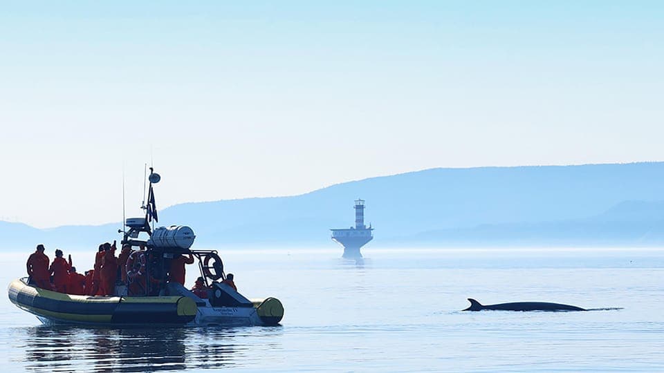 Tadoussac/Charlevoix: Whale Watching Zodiac Tour Gallery Image 2