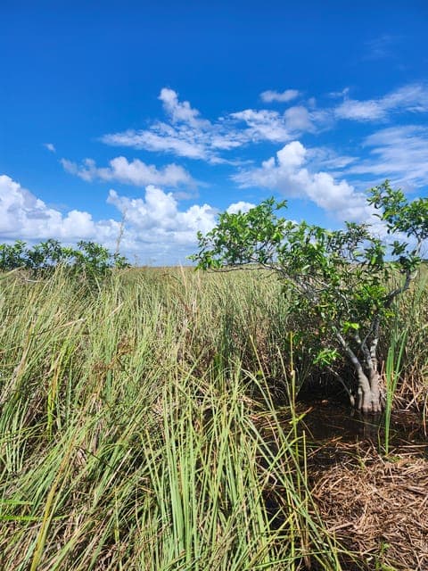 Everglades Airboat Tour with Luxury Transportation Gallery Image 4