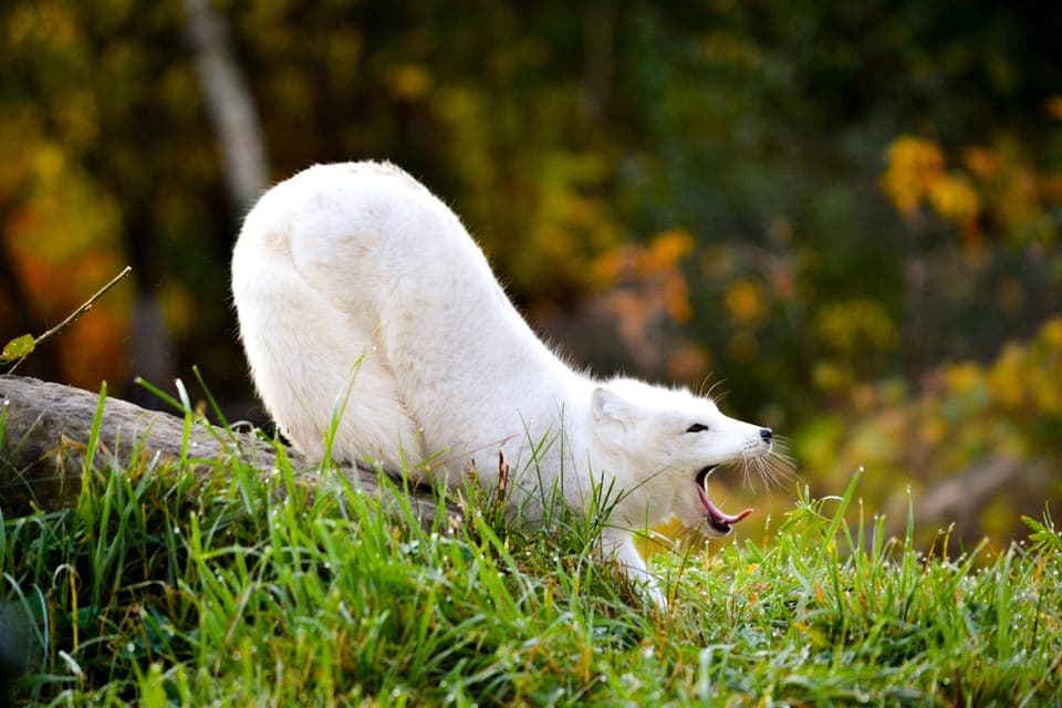 13. Ecomuseum Zoo Entry Ticket - Image 13