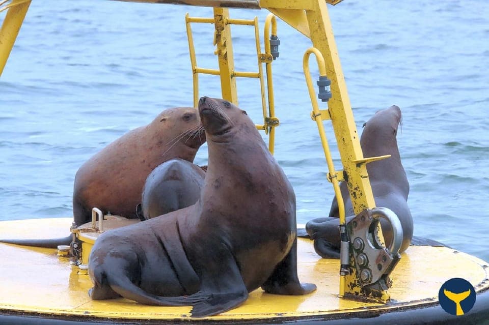 Vancouver Whale Watching Safari Gallery Image 3