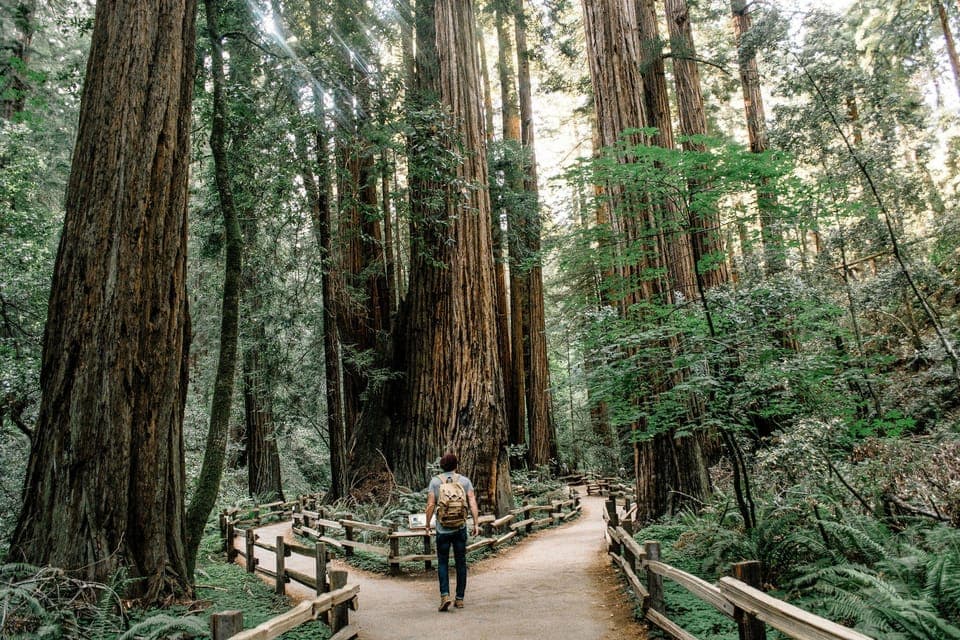 Muir Woods and Sausalito Half-Day Trip Gallery Image 1