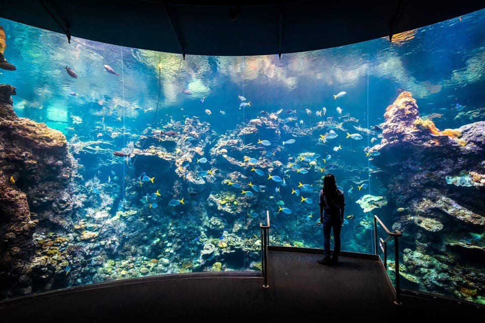 SF: CA Academy of Sciences & Hop-on Hop-off Tour (Save 15%) Gallery Image 2